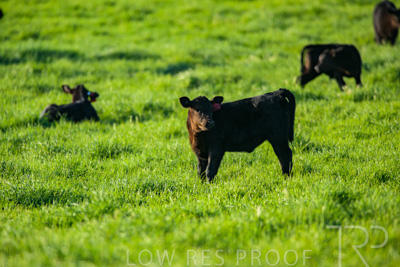 October 2022 / Mt-Shank-221017-3880