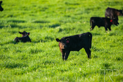 October 2022 / Mt-Shank-221017-3885