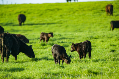 October 2022 / Mt-Shank-221017-3895