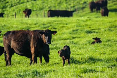 October 2022 / Mt-Shank-221017-3899