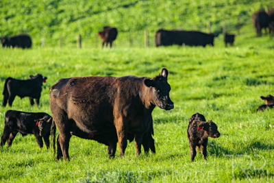 October 2022 / Mt-Shank-221017-3904