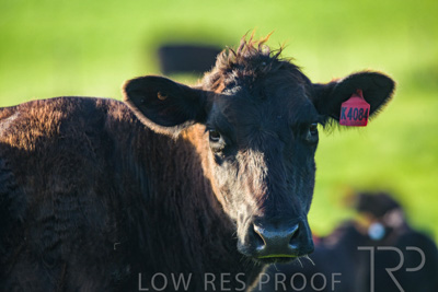 October 2022 / Mt-Shank-221017-3915