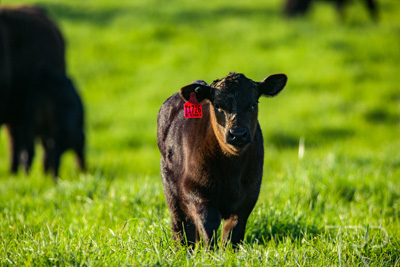 October 2022 / Mt-Shank-221017-3949