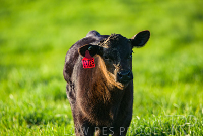 October 2022 / Mt-Shank-221017-3965