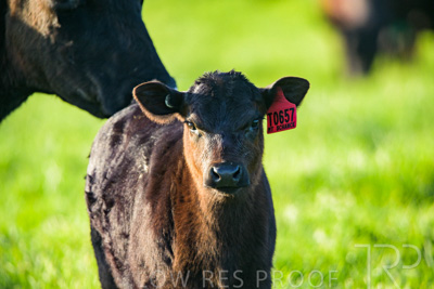 October 2022 / Mt-Shank-221017-4023