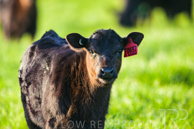 October 2022 / Mt-Shank-221017-4034