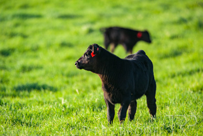 October 2022 / Mt-Shank-221017-4042