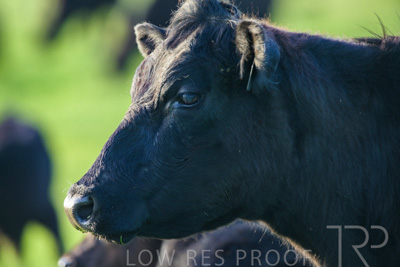 October 2022 / Mt-Shank-221017-4059