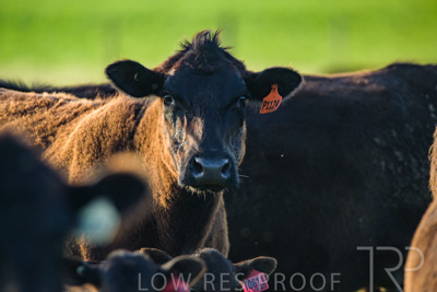 October 2022 / Mt-Shank-221017-4084