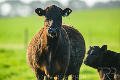 October 2022 / Mt-Shank-221017-4097