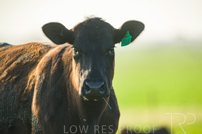 October 2022 / Mt-Shank-221017-4102