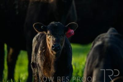 October 2022 / Mt-Shank-221017-4106