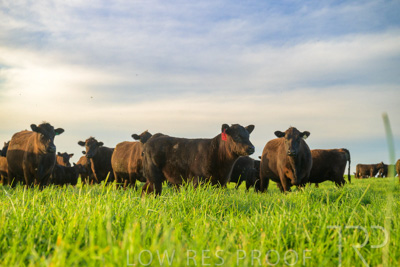 October 2022 / Mt-Shank-221017-4127