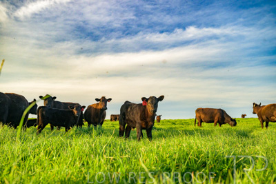 October 2022 / Mt-Shank-221017-4147