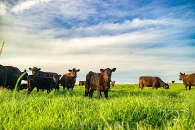 October 2022 / Mt-Shank-221017-4154