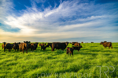 October 2022 / Mt-Shank-221017-4202