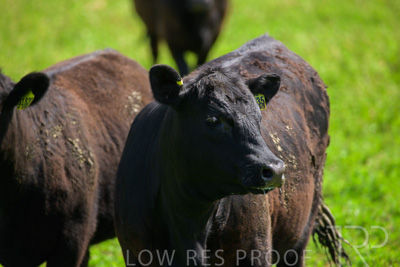 October 2022 / Mt-Shank-221017-5863