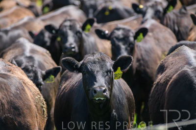 October 2022 / Mt-Shank-221017-5867