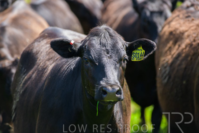 October 2022 / Mt-Shank-221017-5874