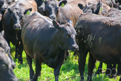 October 2022 / Mt-Shank-221017-5891