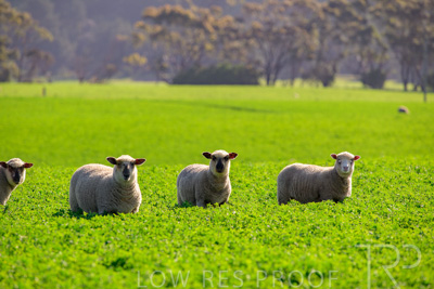 October 2022 / Mt-Shank-221017-5941