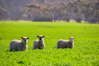 October 2022 / Mt-Shank-221017-5948