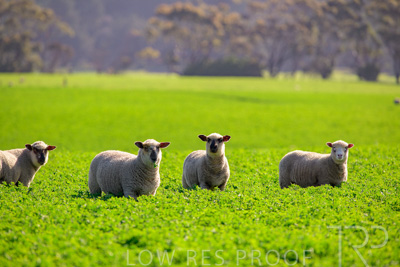 October 2022 / Mt-Shank-221017-5951