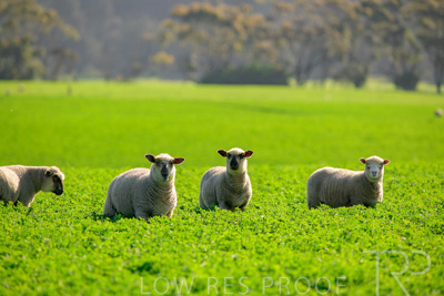 October 2022 / Mt-Shank-221017-5958