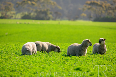 October 2022 / Mt-Shank-221017-5964