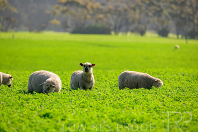 October 2022 / Mt-Shank-221017-5966