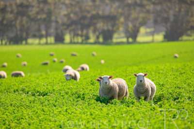 October 2022 / Mt-Shank-221017-5971