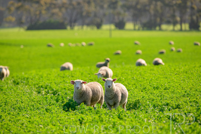 October 2022 / Mt-Shank-221017-5973