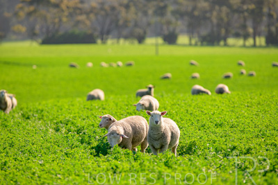 October 2022 / Mt-Shank-221017-5975