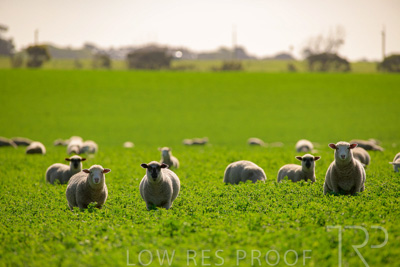 October 2022 / Mt-Shank-221017-5992