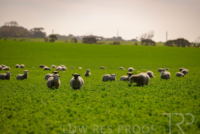 October 2022 / Mt-Shank-221017-5997