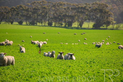 October 2022 / Mt-Shank-221017-6003