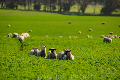 October 2022 / Mt-Shank-221017-6006