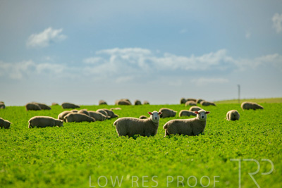 October 2022 / Mt-Shank-221017-6022