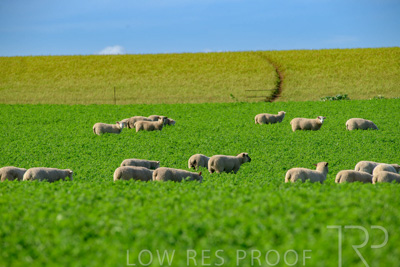 October 2022 / Mt-Shank-221017-6031