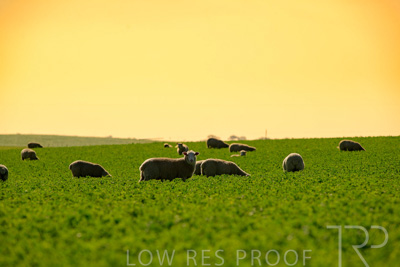 October 2022 / Mt-Shank-221017-6048