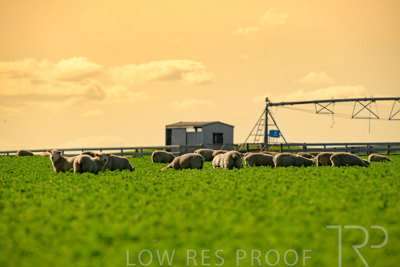 October 2022 / Mt-Shank-221017-6053