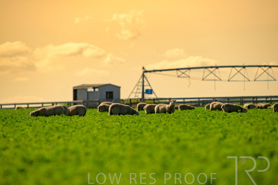 October 2022 / Mt-Shank-221017-6067