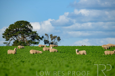 October 2022 / Mt-Shank-221017-6086