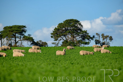 October 2022 / Mt-Shank-221017-6091