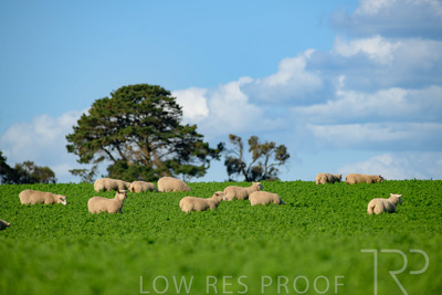 October 2022 / Mt-Shank-221017-6105