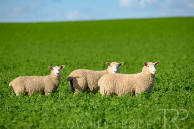 October 2022 / Mt-Shank-221017-6131