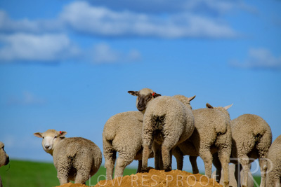 October 2022 / Mt-Shank-221017-6141