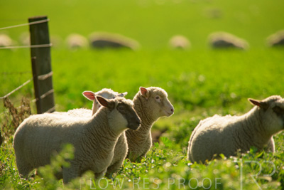 October 2022 / Mt-Shank-221017-6152