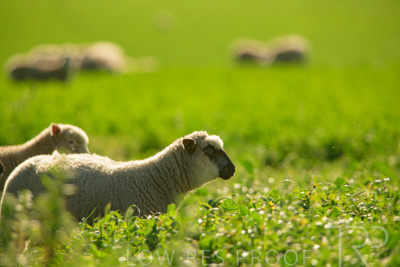 October 2022 / Mt-Shank-221017-6154