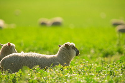 October 2022 / Mt-Shank-221017-6155